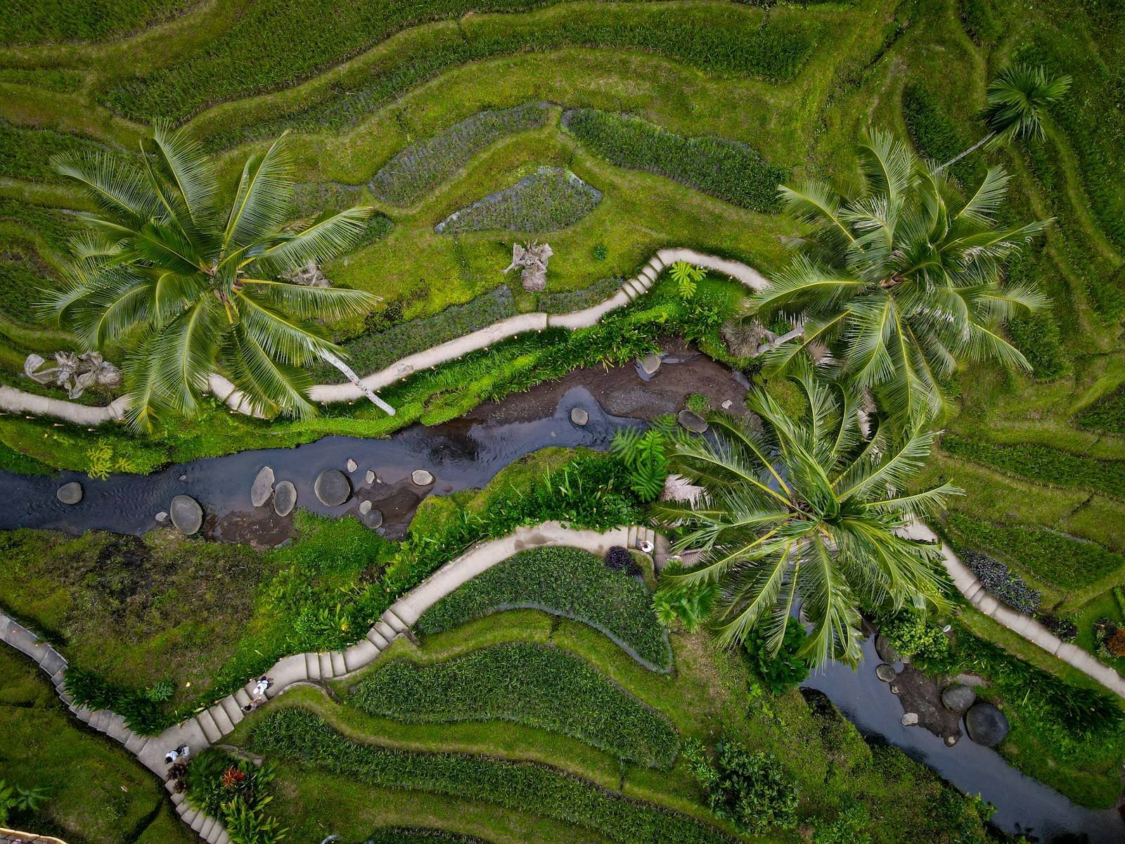Ubud Rice Terraces trip view